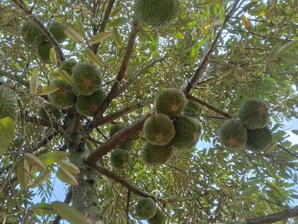 Vỏ quả màu xanh đậm, gai to, cứng cáp, sắp xếp đều. Đầu gai sẫm màu gần như đen, tạo nên vẻ ngoài độc đáo và sang trọng. Ảnh: Welofarm