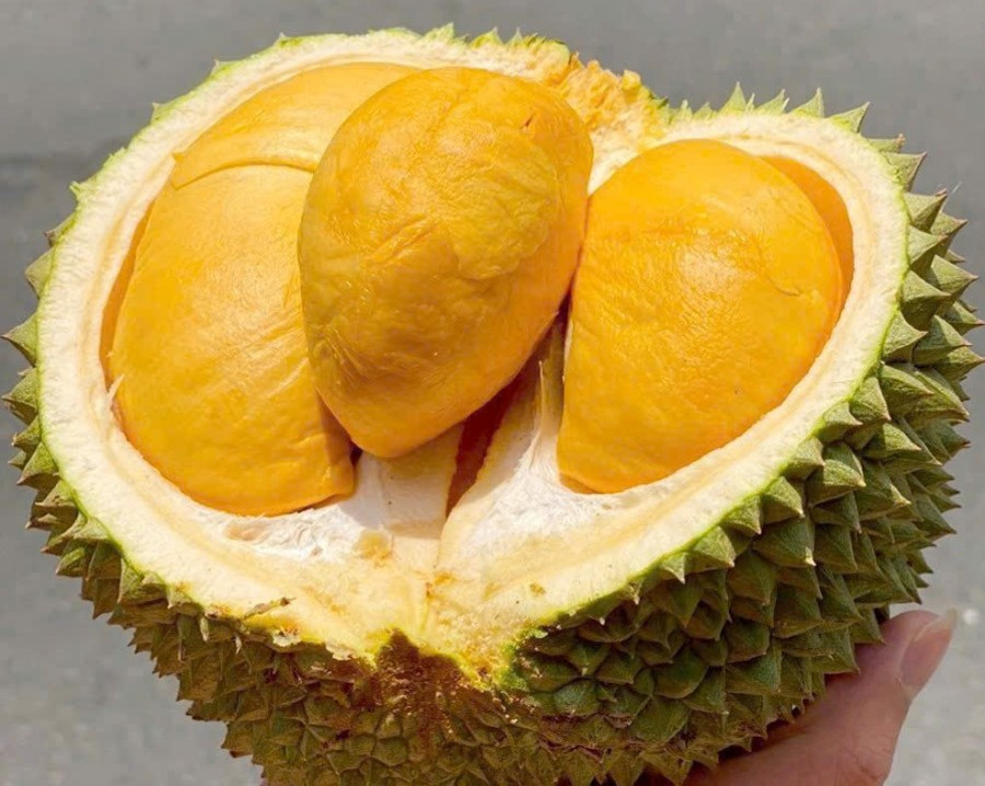 Nhờ chất lượng vượt trội và sản lượng không lớn, cơm sầu riêng Black Thorn tách múi (tươi hoặc đông lạnh) được xếp vào phân khúc xa xỉ. Ảnh: Yuth Farm &amp; Foods