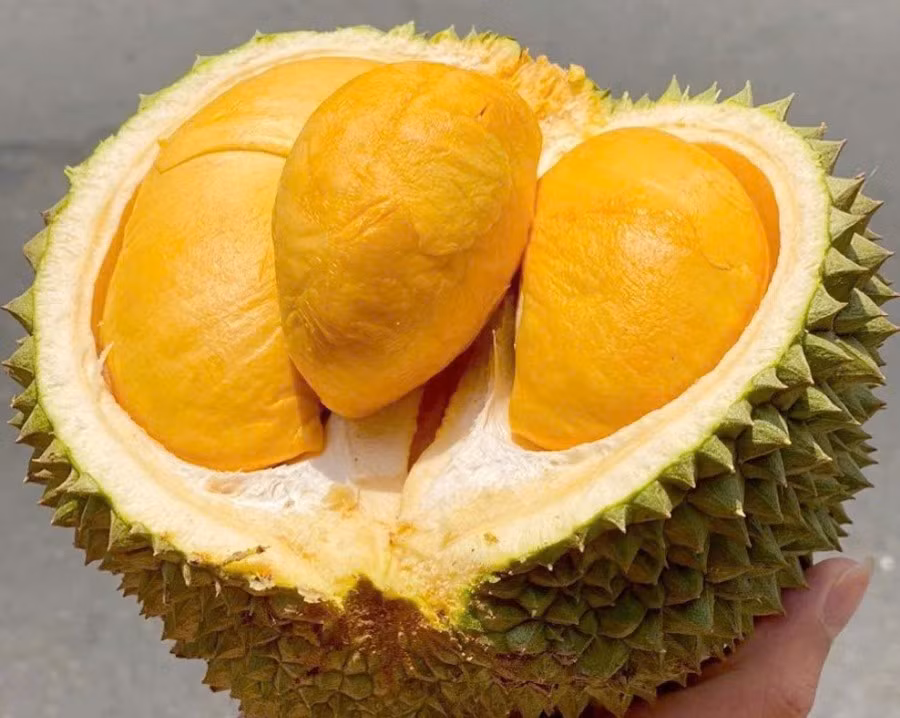 Nhờ chất lượng vượt trội và sản lượng không lớn, cơm sầu riêng Black Thorn tách múi (tươi hoặc đông lạnh) được xếp vào phân khúc xa xỉ. Ảnh: Yuth Farm &amp; Foods