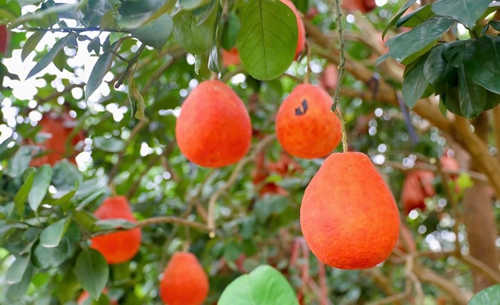 Ngoài hình thức đẹp mắt, bưởi đỏ Đông Cao còn có vị ngọt thanh, không quá chua, với độ giòn và mọng nước đặc trưng. Ảnh: Tiền phong