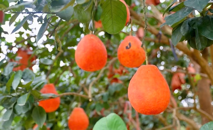 Ngoài hình thức đẹp mắt, bưởi đỏ Đông Cao còn có vị ngọt thanh, không quá chua, với độ giòn và mọng nước đặc trưng. Ảnh: Tiền phong