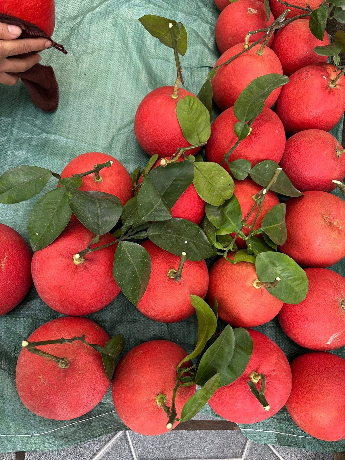 Chính sắc đỏ bắt mắt này khiến bưởi đỏ Đông Cao được người tiêu dùng ưa chuộng chọn làm quà biếu hoặc bày trên mâm ngũ quả ngày Tết. Ảnh: Facebook