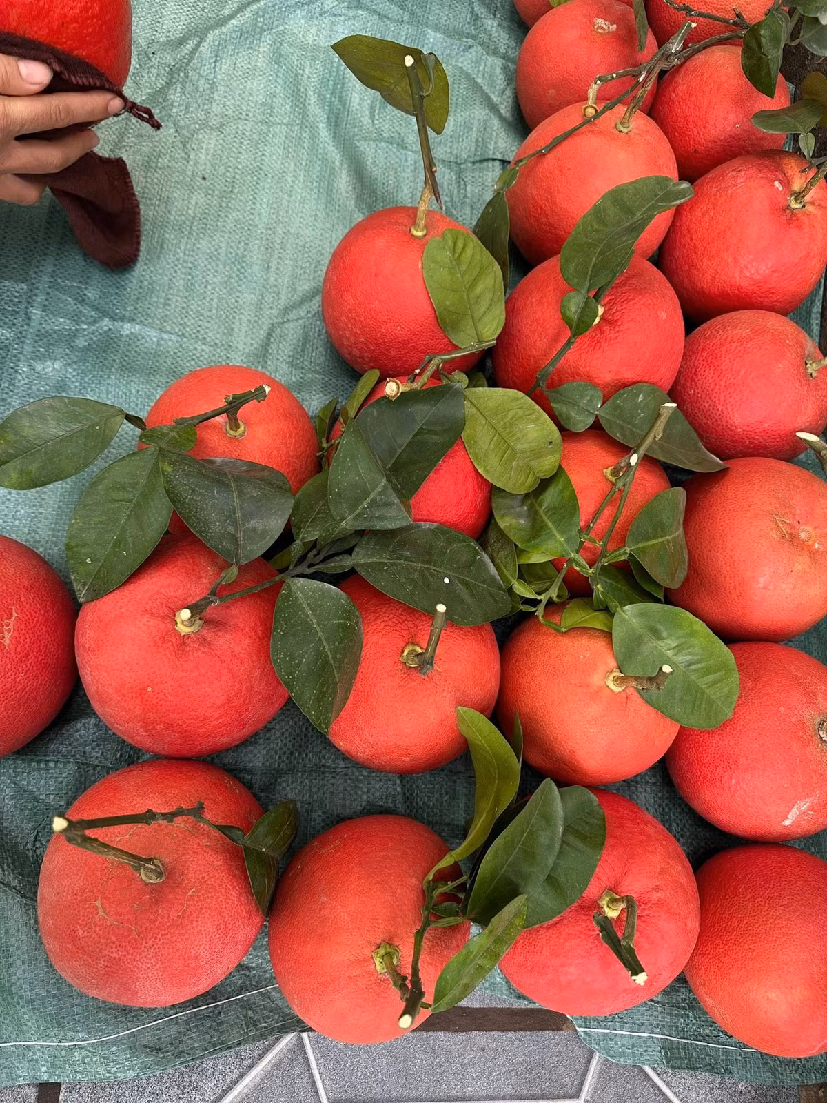 Chính sắc đỏ bắt mắt này khiến bưởi đỏ Đông Cao được người tiêu dùng ưa chuộng chọn làm quà biếu hoặc bày trên mâm ngũ quả ngày Tết. Ảnh: Facebook