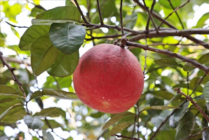 Phần múi bên trong cũng màu đỏ tự nhiên, tạo vẻ đẹp bắt mắt. Ảnh: Vinanet