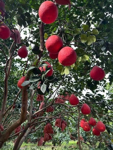 Múi bưởi dày, ít xơ, hương thơm dịu nhẹ, tự nhiên. Ảnh: Facebook