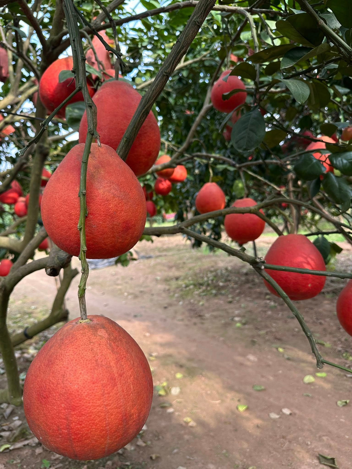 Sau khi hái, bưởi đỏ Đông Cao được lau sạch, phân loại kỹ lưỡng. Những quả tròn đẹp, cân đối được lựa chọn để bán dịp Tết hoặc tạo hình. Ảnh: Facebook