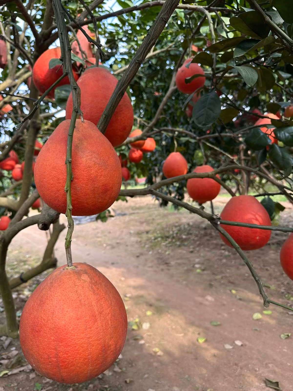 Sau khi hái, bưởi đỏ Đông Cao được lau sạch, phân loại kỹ lưỡng. Những quả tròn đẹp, cân đối được lựa chọn để bán dịp Tết hoặc tạo hình. Ảnh: Facebook