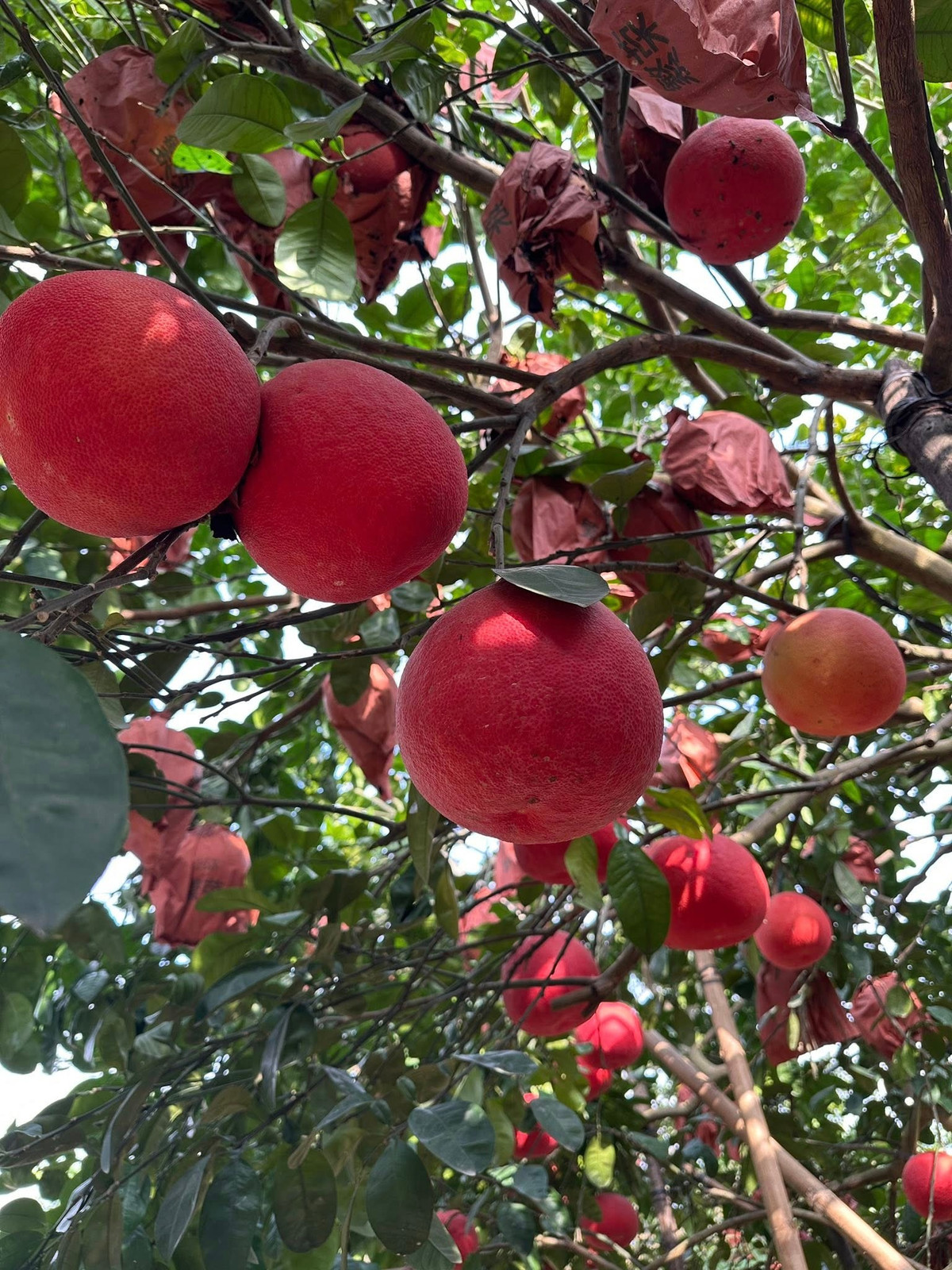 Bưởi đỏ Đông Cao có nguồn gốc từ một cây bưởi đột biến tự nhiên, được người dân làng Đông Cao phát hiện và nhân giống qua nhiều năm. Ảnh: Facebook