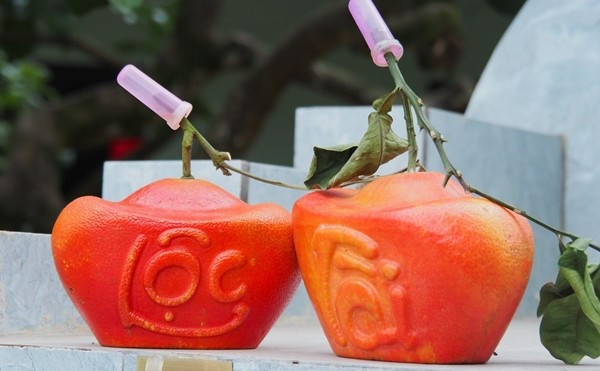 Bưởi đỏ Đông Cao hiện chia thành hai loại chính: bưởi đỏ bánh men và bưởi đỏ trái mũm. Bưởi bánh men thường được ép khuôn chữ "Tài - Lộc". Ảnh: Tiền phong