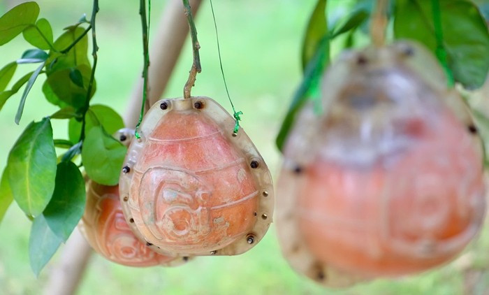 Trong khi đó, bưởi tạo hình giá dao động từ 250.000 - 400.000 đồng/quả, thậm chí có thể cao hơn. Ảnh: Tiền phong