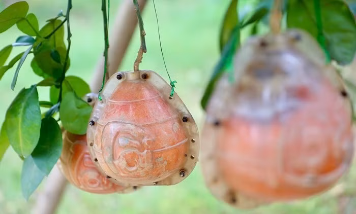 Trong khi đó, bưởi tạo hình giá dao động từ 250.000 - 400.000 đồng/quả, thậm chí có thể cao hơn. Ảnh: Tiền phong