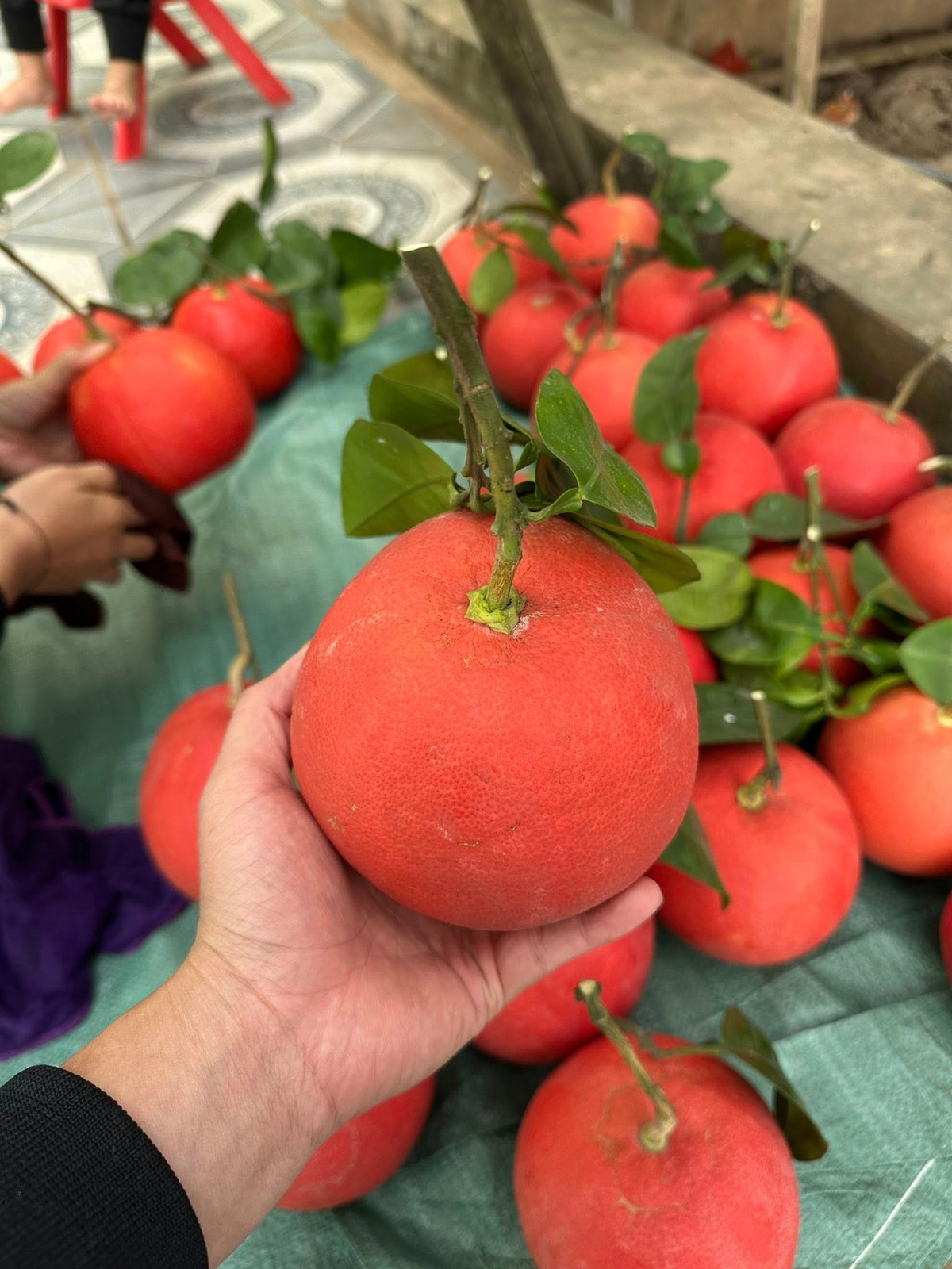 Khi còn non, những trái bưởi mang màu xanh như nhiều giống bưởi khác. Nhưng về cuối vụ, vỏ quả dần chuyển sang màu cam rồi đỏ rực. Ảnh: Facebook