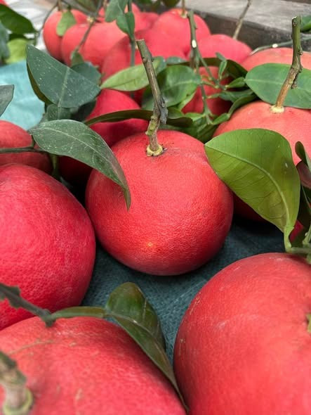 Từ một cây "lạ", bưởi đỏ Đông Cao trở thành đặc sản được săn lùng trong dịp Tết. Ảnh: Facebook