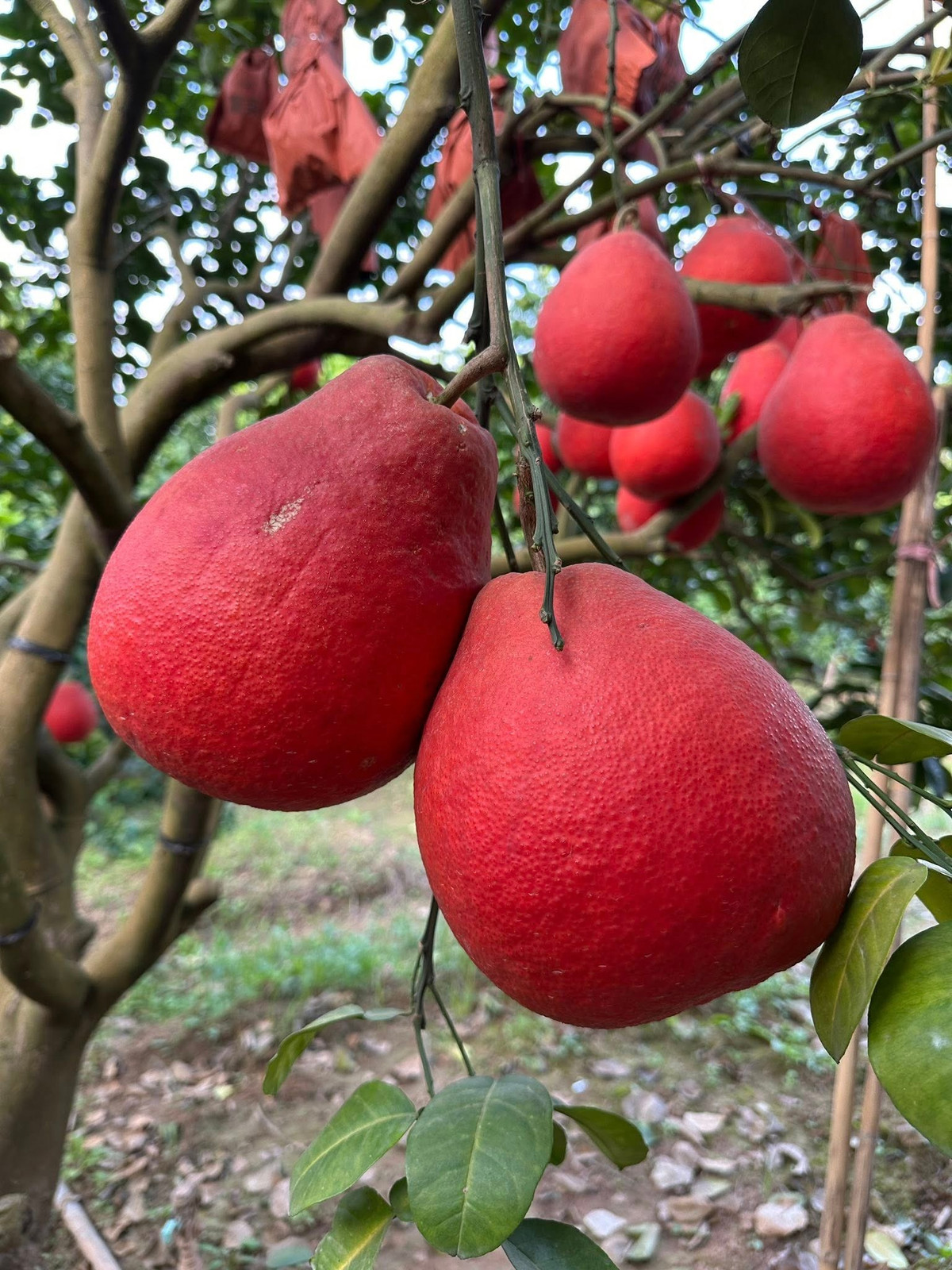 Những ngày này, người dân vùng trồng bưởi đỏ Đông Cao (xã Mê Linh, TP Hà Nội) lại tất bật thu hoạch bưởi đỏ phục vụ thị trường Tết Nguyên đán 2026. Ảnh: Facebook