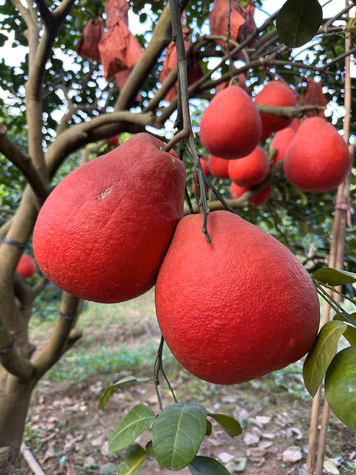 Những ngày này, người dân vùng trồng bưởi đỏ Đông Cao (xã Mê Linh, TP Hà Nội) lại tất bật thu hoạch bưởi đỏ phục vụ thị trường Tết Nguyên đán 2026. Ảnh: Facebook