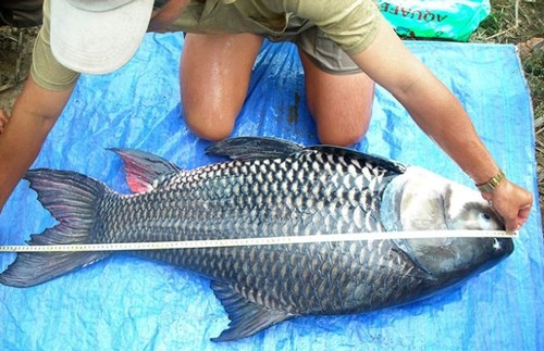 Giá bán cá hô thương phẩm dao đông trong khoảng 450.000 - 550.000 đồng/kg, cao hơn nhiều loài cá nước ngọt khác. Ảnh: Người lao động