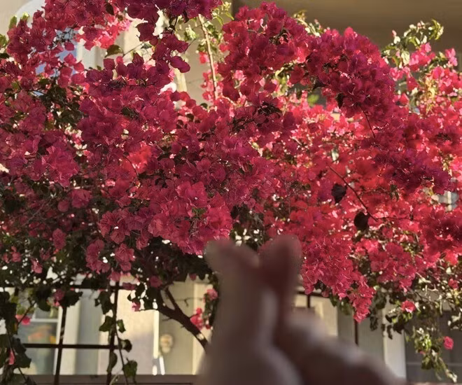 Cây hoa giấy hồng phủ rợp cả góc trời, nổi bật giữa nền trắng kem của ngôi nhà, tạo khung cảnh thơ mộng. Ảnh: FB Wendy Pham