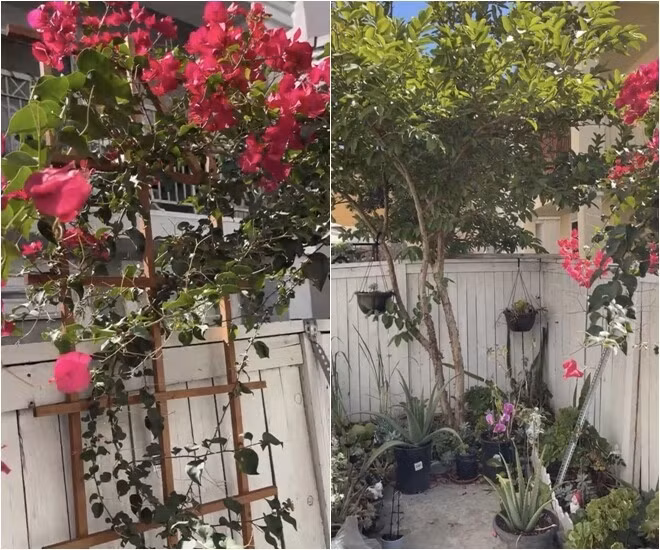 Phi Nhung đã sống trong cơ ngơi giản dị và rất đỗi yên bình. Ảnh: Facebook