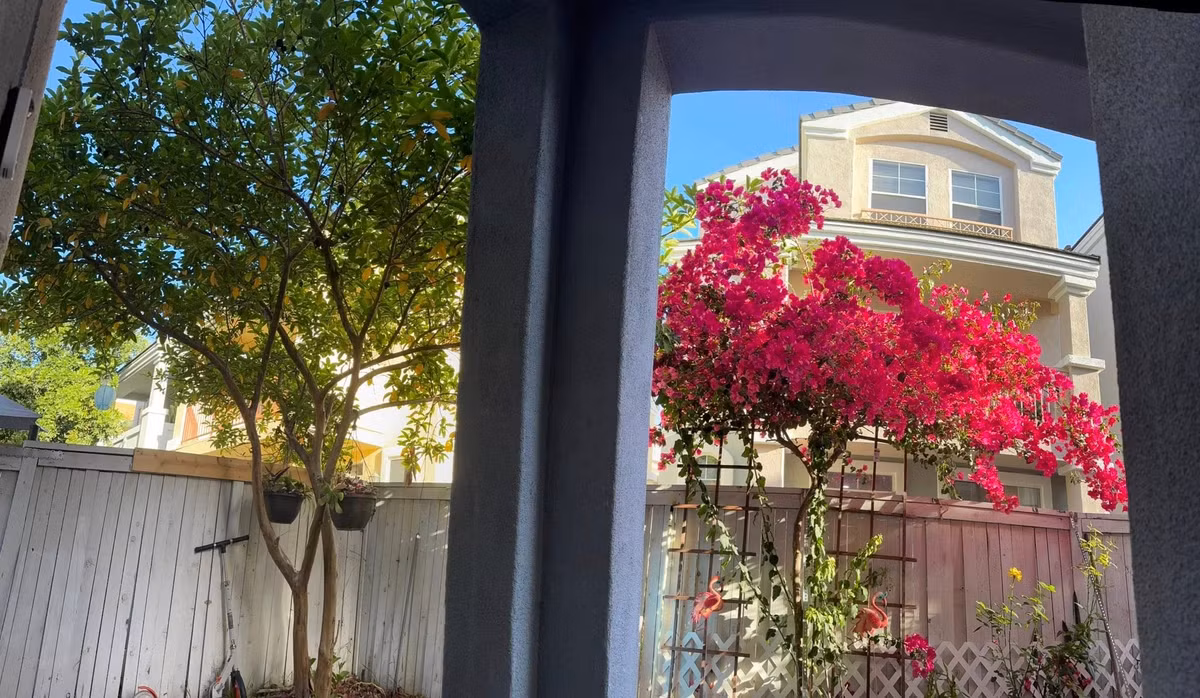 Căn nhà chứa đựng nhiều kỷ niệm của cố nghệ sĩ. Phi Nhung từng tự tay chăm chút cho khóm hoa, nay cây vẫn đều đặn nở hoa như sự hiện diện lặng lẽ của cô trong từng khoảnh khắc đời thường. Ảnh: FB Wendy Pham