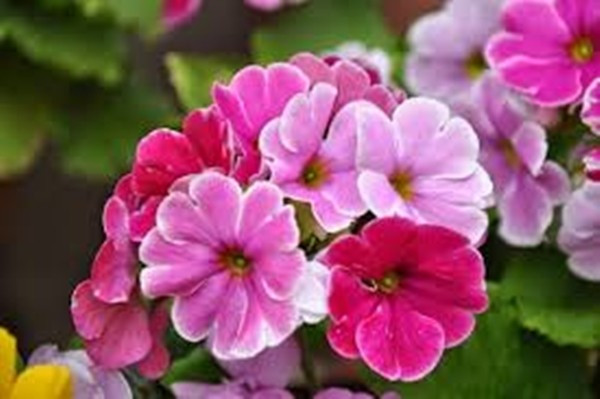 Càng trong điều kiện thời tiết se lạnh, anh thảo càng sinh trưởng khỏe, cho hoa nở đều và màu sắc rực rỡ. Ảnh: Internet