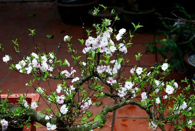 Hoa mai trắng (nhất chi mai) – loài hoa đặc trưng của vùng núi phía Bắc, sinh trưởng tốt trong điều kiện giá lạnh. Ảnh: Space T