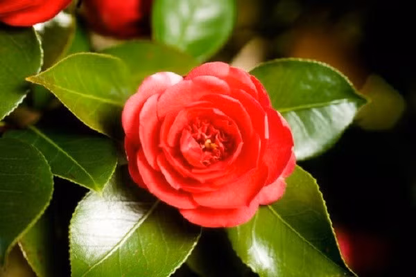 Hoa trà đỏ gây ấn tượng bởi vẻ đẹp sang trọng, cánh hoa dày, xếp đều và sắc đỏ thắm đầy quý phái. Loài hoa này thường nở bền, lâu tàn, tượng trưng cho sự vững vàng và thịnh vượng. Ảnh: Internet