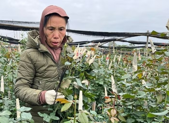 Ngoài hoa cúc, người dân làng Tây Tựu còn trồng hoa hồng, ly, lan tường, đồng tiền...mỗi loại hoa lại đòi hỏi kỹ thuật chăm sóc riêng. Ảnh: PhunuVietNam