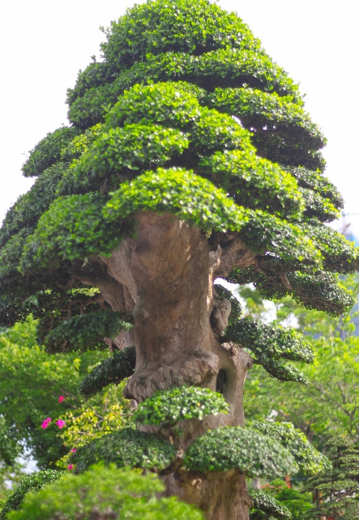 Phần tán trên cây duối đều và đẹp. Ảnh: Tiền phong