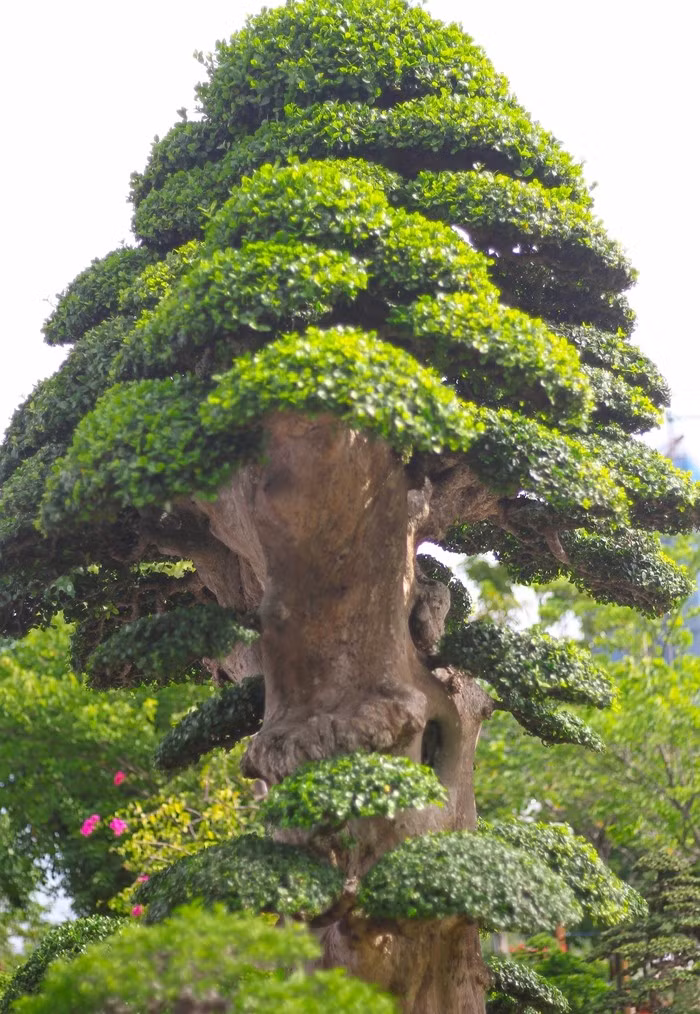 Phần tán trên cây duối đều và đẹp. Ảnh: Tiền phong