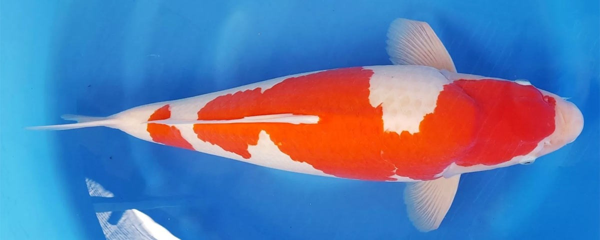 Mức giá cao ngất ngưởng là bởi loài cá đặc biệt này có thể đẻ tới 1.000.000 trứng trong một mùa sinh sản. Ảnh: Reddit