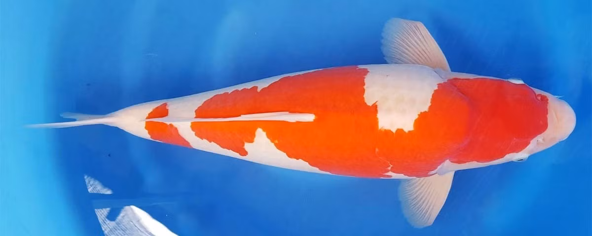 Mức giá cao ngất ngưởng là bởi loài cá đặc biệt này có thể đẻ tới 1.000.000 trứng trong một mùa sinh sản. Ảnh: Reddit