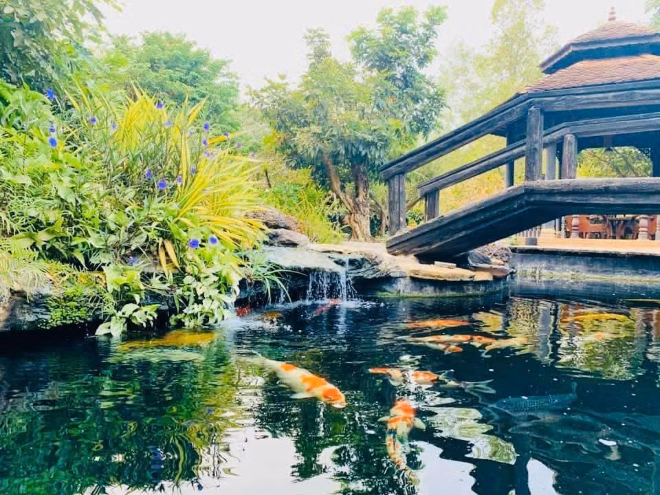 Trong khi đó, cá Koi giá trị trung bình từ 2000 - 4000 USD mỗi con. Ảnh: FBNV