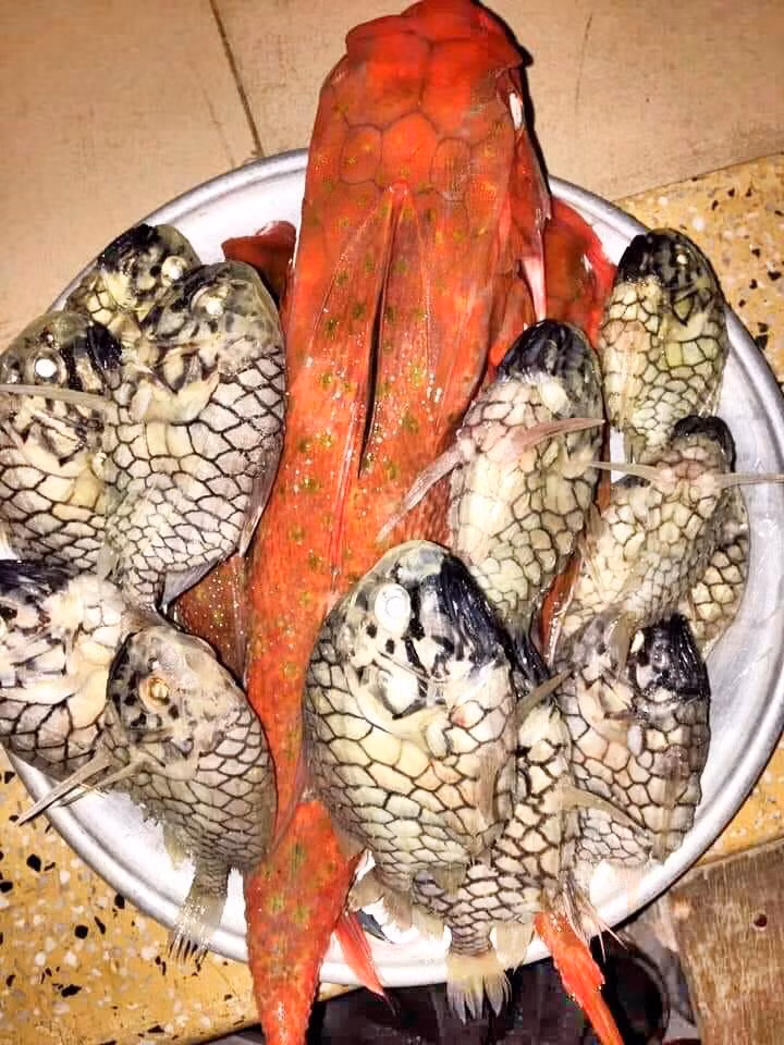 Cá mãng cầu có thể chế biến thành nhiều món như nướng, hấp cuốn bánh tráng, nấu cháo hoặc kho nghệ. Ảnh: Facebook