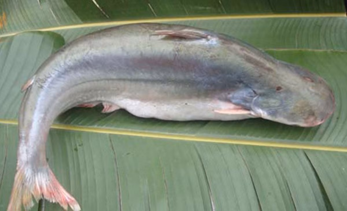 Cá dứa là một trong những loại cá nước lợ nổi tiếng tại các tỉnh miền Tây Nam Bộ, đặc biệt ở vùng hạ lưu sông Mekong. Ảnh: Nông thôn Việt