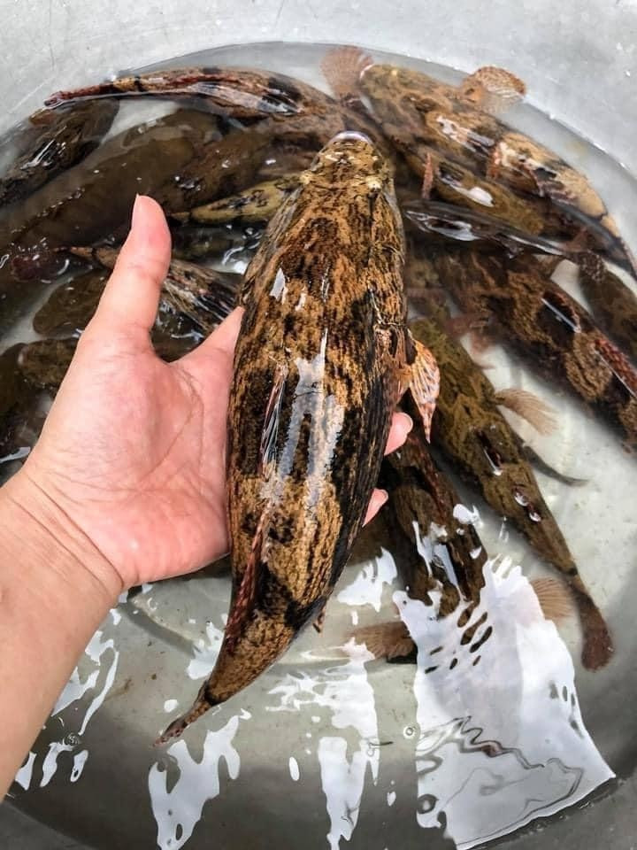 Cá bống tượng là một trong hai loại cá nước ngọt có giá trị cao nhất tại Cà Mau. Ảnh: Tiền phong
