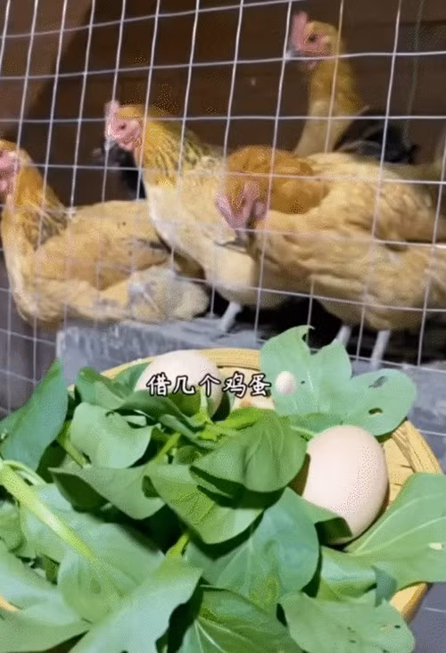 Không chỉ trồng rau, nam chủ nhân còn nuôi gà. Ảnh: @Jiangmo