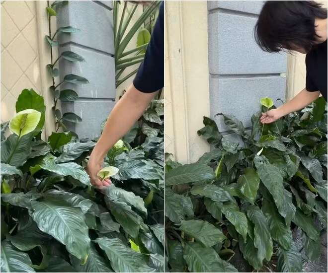 Những khóm hoa lan ý phát triển tốt trong khu vườn. Ảnh chụp màn hình