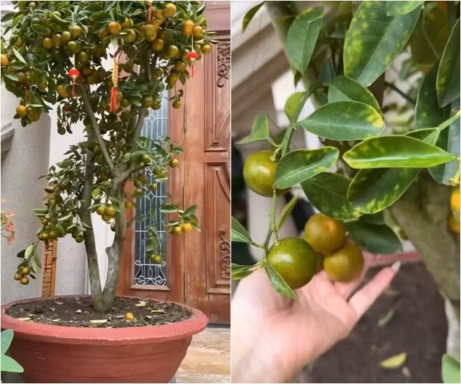 Ngoài ra, Việt Hương còn hào hứng khoe quả. Ngay bậc thềm là cây quất sai trĩu quả. Ảnh chụp màn hình