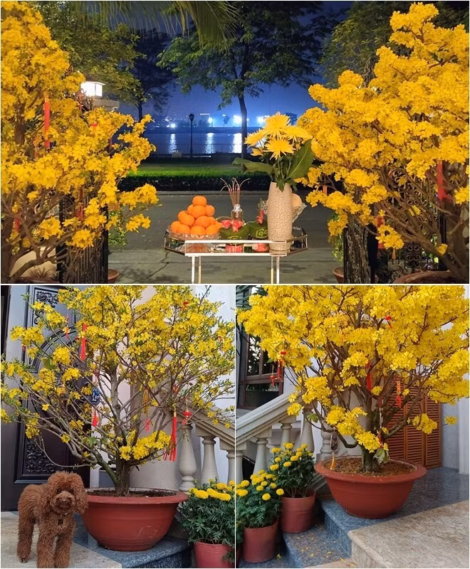 Mai vàng, hoa cúc được chăm chút kỹ lưỡng, tạo cảnh tượng rực rỡ sắc màu. Ảnh: FBNV