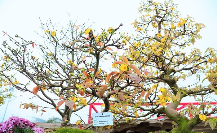 Tác phẩm được chủ nhân chào bán với mức giá 799 triệu đồng. Ảnh: Công luận