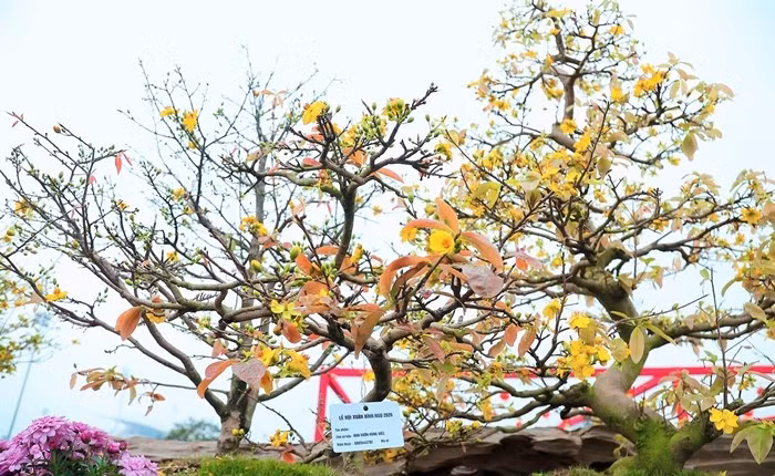 Tác phẩm được chủ nhân chào bán với mức giá 799 triệu đồng. Ảnh: Công luận