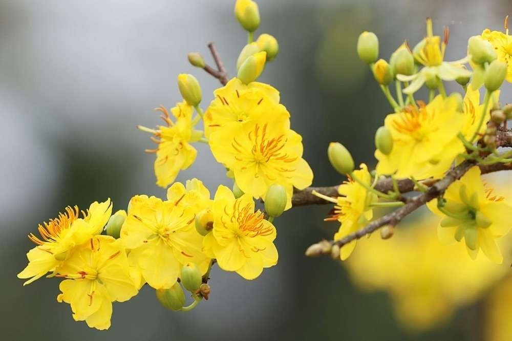 Bên cạnh các loại cây xanh quanh năm, mai và đào mini cũng rất được ưa chuộng trồng trong nhà dịp đầu năm. Ảnh: Internet