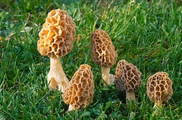 Trong tự nhiên, nấm bụng dê chỉ mọc trong thời gian hai tháng, vào cuối xuân đầu hạ và khi thời tiết chuyển sang thu. Ảnh: Pixnio