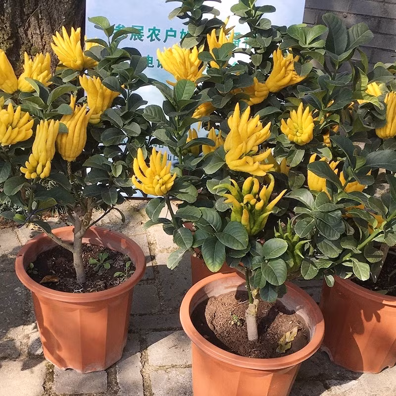 Những chậu bonsai phật thủ với những quả nhỏ, vàng óng, lủng lẳng trên cành lại càng quý hiếm và đắt tiền hơn. Ảnh: Taobao Korea