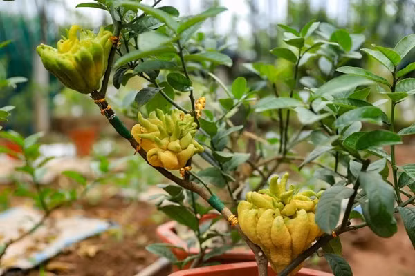 Trong các khu chợ hoa Tết hoặc trên các hội nhóm sành chơi cây cảnh, phật thủ bonsai đang được săn lùng ráo riết. Ảnh: Vietnamplus