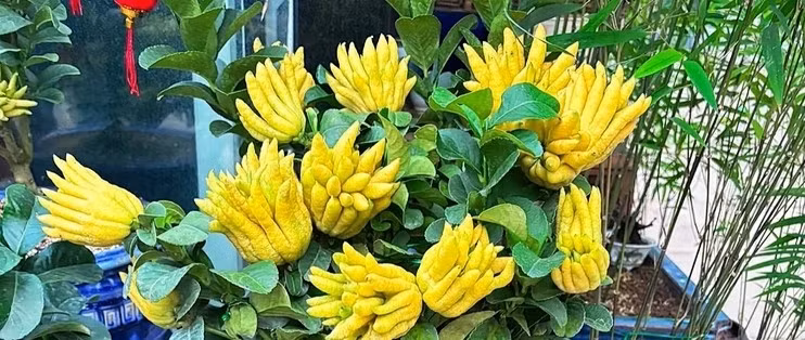 Phật thủ bonsai có hương thơm tự nhiên, nhẹ dịu. Mùi hương của quả phật thủ lan tỏa khắp không gian, giúp tâm giải tỏa căng thẳng. Ảnh: Sohu