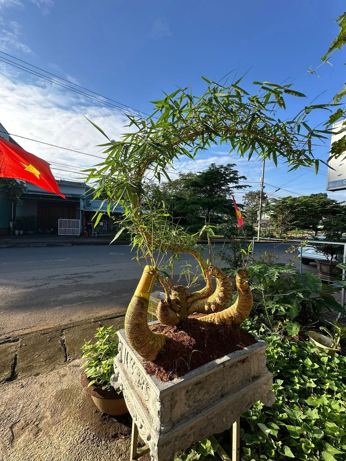 Một ưu điểm nữa của tre bonsai là chịu hạn tốt, không cần tưới nước thường xuyên. .Ảnh: Facebook