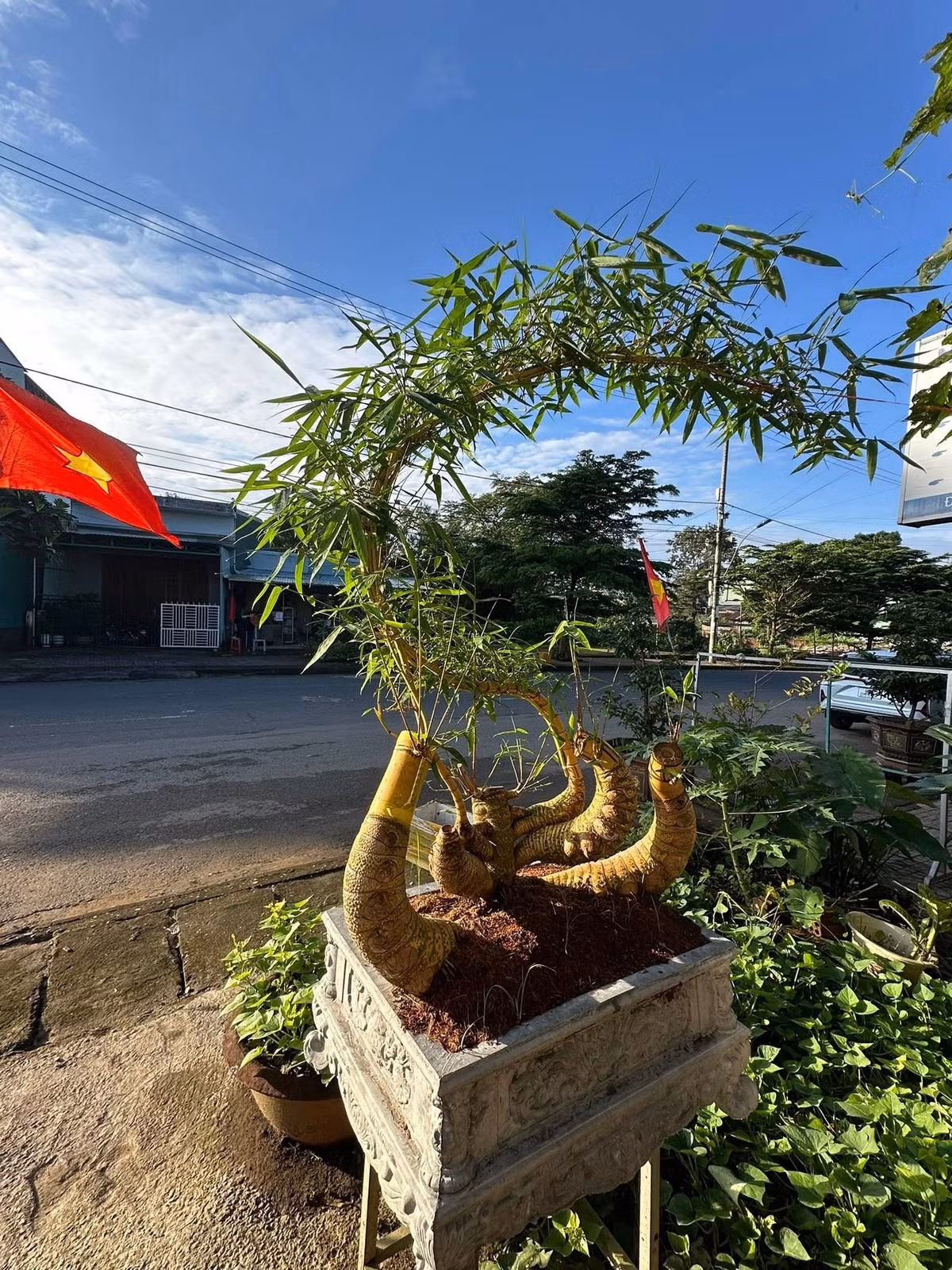 Một ưu điểm nữa của tre bonsai là chịu hạn tốt, không cần tưới nước thường xuyên. .Ảnh: Facebook