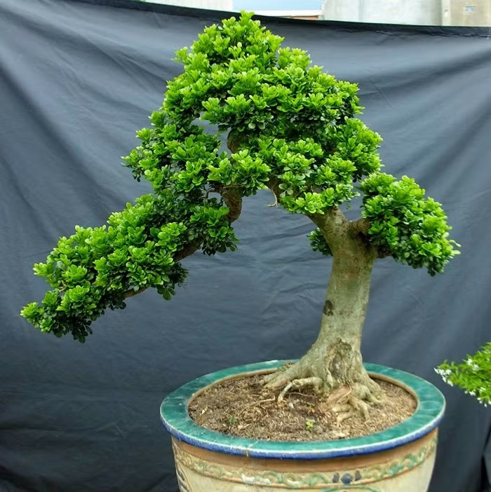 Trên các diễn đàn cây cảnh, ngâu bonsai được rao bán với nhiều mức giá khác nhau. Ảnh: Cây Cảnh Đẹp 24h