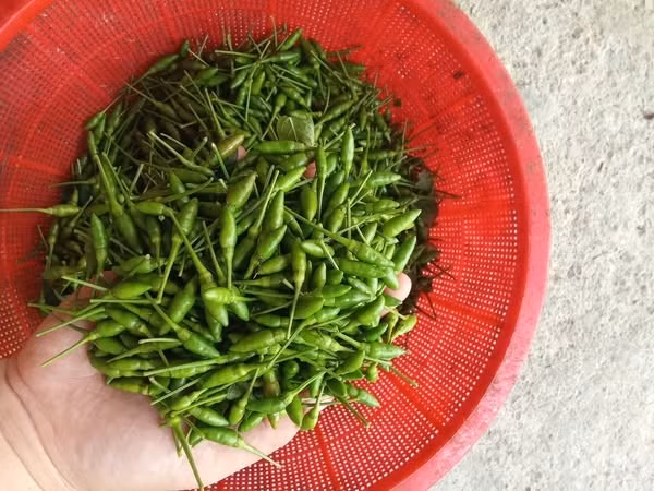 Đặc biệt, chỉ có điều kiện thổ nhưỡng và khí hậu ở vùng Tuyên Quang mới cho ra ớt gió có mùi thơm độc đáo và quả nhỏ li ti. Ảnh: Facebook